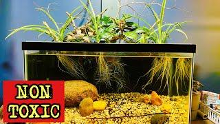 Unleash the Power of Non-Toxic Plants as Filters in a Cat-Safe Aquarium