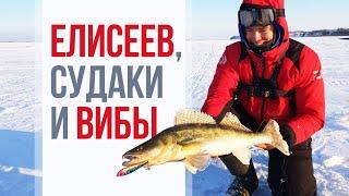 ЛОВИМ СУДАКА НА ВИБЫ с МНОГОКРАТНЫМ ЧЕМПИОНОМ МИРА по ловле рыбы со льда