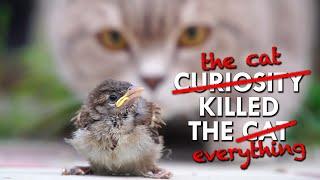 Cats Kill Billions Of Birds Every Year. It’s Time For That To Stop.