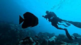 Discovery Divers with more Bubbly Escapes in Koh Tao Thailand