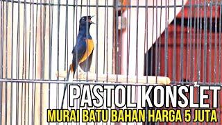 STOK MURAI BATU BAHAN MEWAH OXIVOICE VITAMIN BURUNG