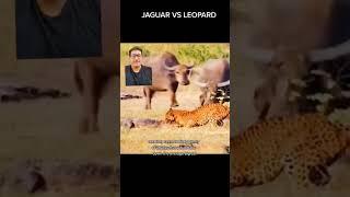 Jaguar VS Leopard