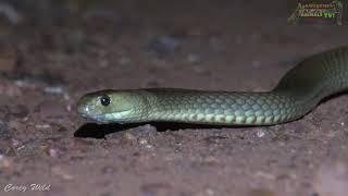 VENOMOUS Snakes AUSTRALIA - Western Brown Snake - ‎Pseudonaja