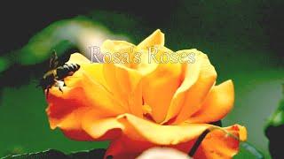 Rosa's Roses Movie