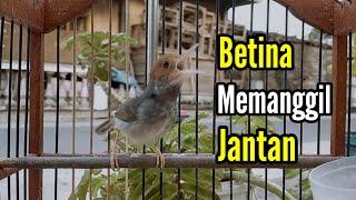 Pancingan PRENJAK BETINA Memanggil PRENJAK JANTAN Suara Jernih, Cocok juga Buat Masteran.