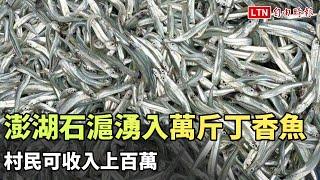 澎湖吉貝石滬湧入萬斤丁香魚 村民可收入上百萬（民眾提供）