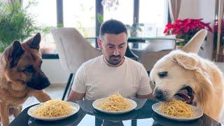 Spaghetti Eating Competition: My German Shepherd and Golden Retriever vs. Me