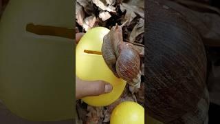 wow very big snails and lots of eggs #snail #snails #egg #eggs