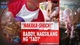 “Nakaka-shock!” Baboy, nagsilang ng 'tao?' | GMA Integrated Newsfeed