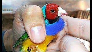 La BELLEZA del DIAMANTE DE GOULDEl pájaro más bonito del mundo