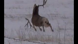 Mule deer buck with droptine shedding antlers on film! a must see!