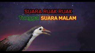 Suara pikat ruak ruak malam, suara tunggal