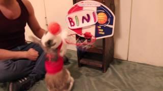 Funny bunny plays basketball -Bini the bunny