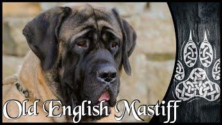 Old English Mastiff - Hardcore Serie