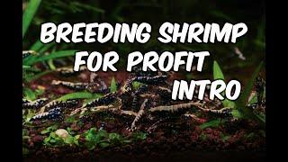 Breeding Shrimp for Profit : An Introduction