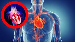 The CIRCULATORY SYSTEM explained: functions, parts, heart, blood vessels