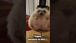 #видео #рекомендации #ежик #нет #идей