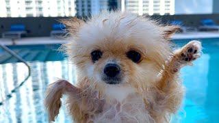 Puppy Shanti wants TO SWIM in the swimming Pool with Maggie