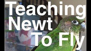 Teaching A Bird To Fly | Flock Talks