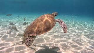 Curacao - Swimming with the sea turtles. Best excursion in Curacao