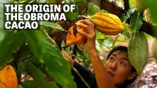 Where Does Cocoa Come From? | Ep.102 | Craft Chocolate TV