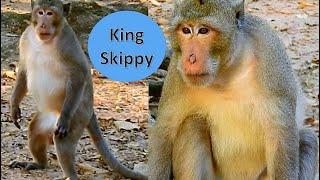 King Monkey Skippy So Scary of the Barking Dog, How Future of Members in Amari Troop