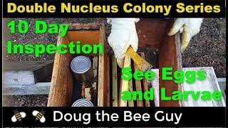 Double Nucleus Colony Series Episode 6: 10 Day Inspection After Package Install