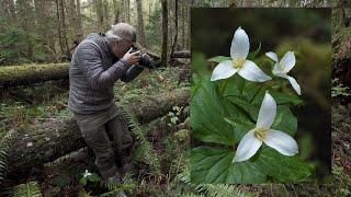Photographing WOODLAND Wildflowers