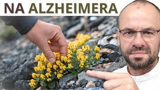 Zerwij i zrób herbatę. Ona hamuje ALZHEIMERA.