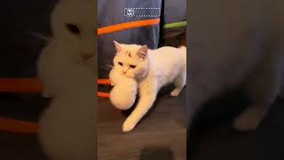 Mother Love #cat #shorts #ytshorts #ytshort #cat #tranding #trandingshorts #MeowMagic #cuddlesmeow