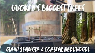 HOW to GERMINATE The World’s BIGGEST trees! Giant Sequoia | Coastal Redwoods