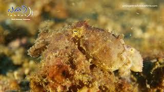 BLUE-RINGED OCTOPUS MATING | Hapalochlaena