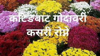 कटिङबाट गोदावरी कसरी रोप्ने || How to Grow Chrysanthemum From Cuttings with update video