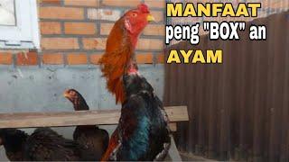 Manfaat pengeboxan pada ayam Bangkok