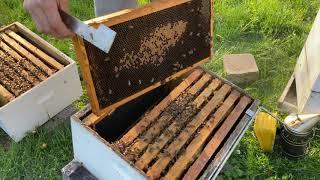 How to assess and perform spring maintenance on an overwintered bee hive