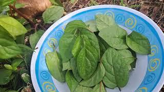 Harvest time gulay na alogbate