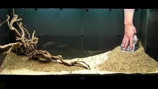 Aquarium Setup - Aquascape - Step by Step - Live Plant Fish Tank