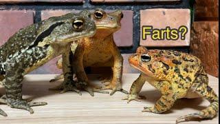 Farts? If you fart, you will be stared at【japanese stream toad】