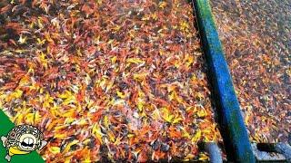 3 MILLION FISH at this Koi Fish Farm. [Tour]