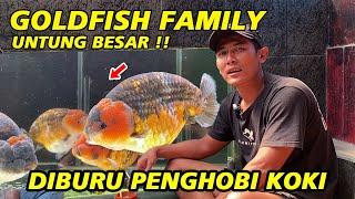 Untung Besar ‼ Diburu Para Penghobi Ikan Mas Koki - Goldfish Family Tulungagung