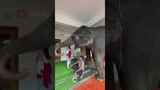 അവളുടെ ഉയിര് ഷിമിൽ | kaveri | shimil | malappuram | #elephant #kaveri #animals #love #pawlife