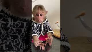 Baby monkey so cute #treymonkey #babyanimal #cute #babymonkeybrady #babymonkey #imonkey #babyprimate