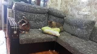 Камышовый кот дома