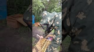26 июня! Время раздать маточники в отводки!