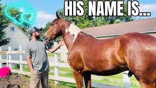 Our New Horse’s Official NAME REVEAL!