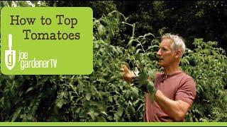 How to Top Tomatoes