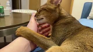 Human hand is like ice cream. Abyssinian cat licking hand.