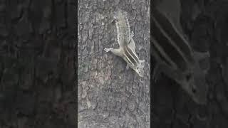 Cute Creature Fighting to Get Food in Public Place #cute creature, #wild animals, #Lovely Animals