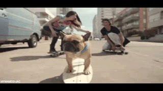 Funny dogs gif 1-gif cani divertenti