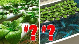 Hydroponics VS Aquaponics.. Here's Which Ones REALLY Better!